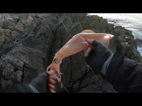 Shore jigging - Big squid on jig