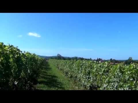 Where Grapes Grow The Impact of Climate Change on Wine with May Matta-Aliah