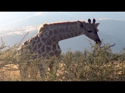 Three Minutes in the African Bush: Pilan