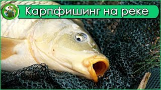 Чем и как ловить на реке карпа