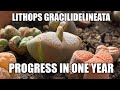 Lithops Gracilidelineata - Progress In A Year -  A Cinderella story