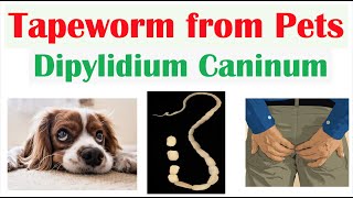 Tapeworm Infection from Pets (Dipylidiasis) Transmission, Symptoms, Diagnosis, Treatment, Prevention