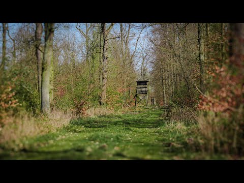 2 minutes of tranquility: On a Old Forest Road🌲 - Nature Relaxation - Nature Sounds - Forest Sounds