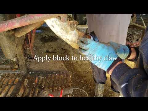 Slide 3 - Vettec Bovi Bond Block Adhesive 210cc  (video)