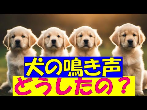 犬の鳴き声:どうすればいいのか