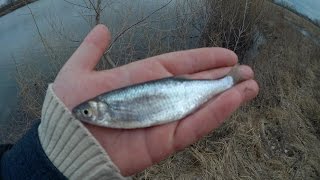 Крупная уклейка на удочку с боковым кивком