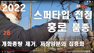 [사과전정] 꽃눈을 과감히 버려라. 홍로 알 굵게하려면