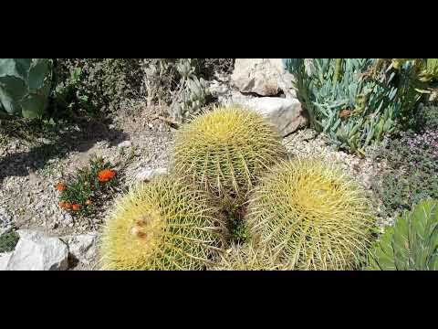 The Exotic garden, Eze