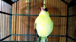 Download lagu Suara pancingan kepodang emas gacor || kepodang Jawa gacor mp3