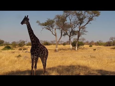 Djuma: Giraffe - 11:44 - 07/16/19
