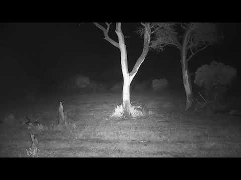 Djuma: Sights and sounds during rain and thunderstorm - 02:47 - 10/03/21