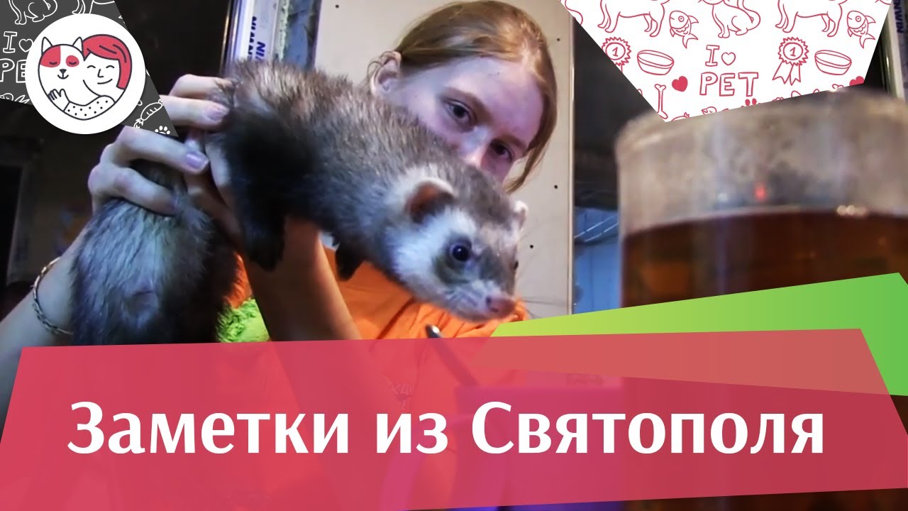 ЗАМЕТКИ ИЗ СВЯТОПОЛЯ выпуск 7 на ilikepet