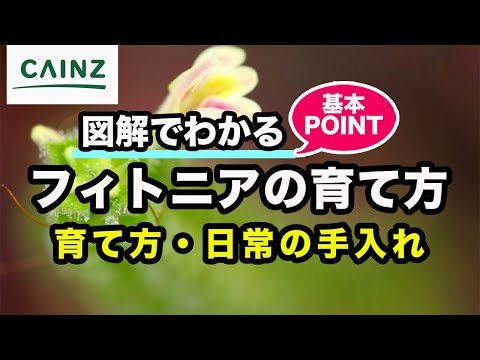 メドウパセリ 植物