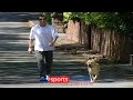 Roy Keane walking his dog after being sent home from the 2002 World Cup