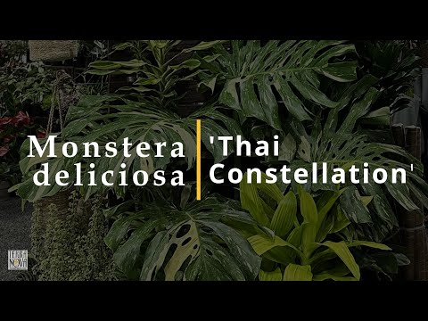 Monstera Complete Care Guide by TERRA NOVA® Nurseries, Inc. -
