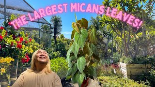 HUGE MATURE MICANS ARE EVERYTHING
