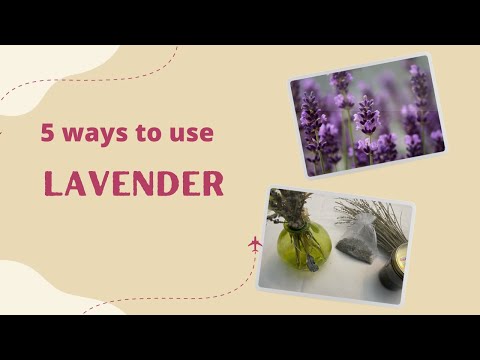 Dry lavender flower buds