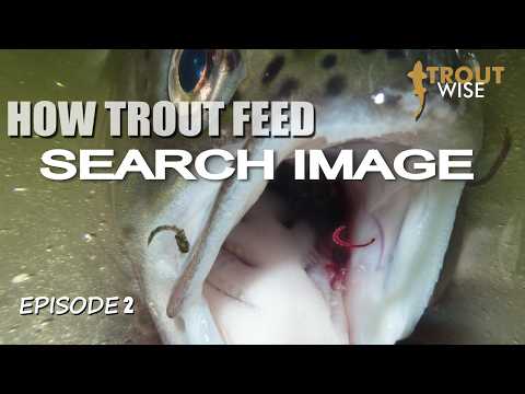 HOW TROUT FEED - The Search Image