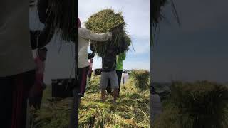 Download lagu Wong cah ngarit#bolongaret #pejuangngarit mp3