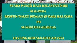 Download lagu suara walet malaysia (suara pangil raja Kelantan dari Malaysia) mp3