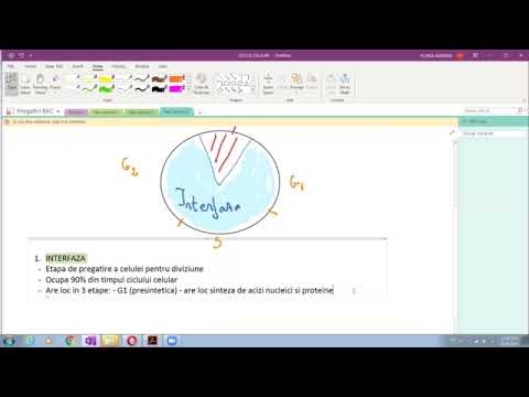 Ciclul Celular