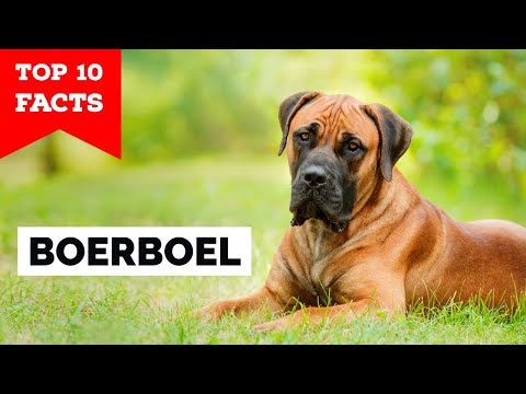 Boerboel - Top 10 Facts