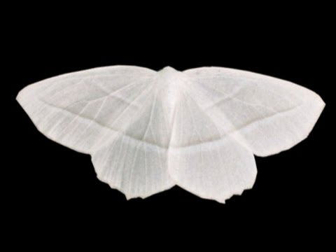 Moth - Julia Crowe - Empire of Light