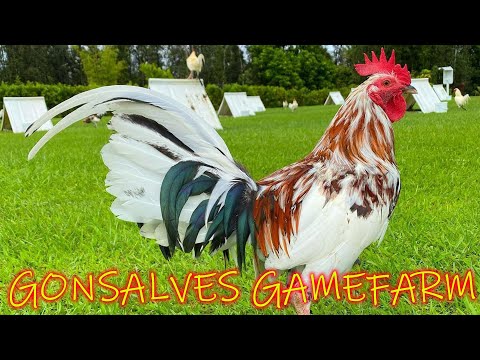 BEAUTIFUL FARM IN HAWAII GONSALVES FARM - DYLAN