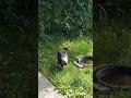 giant ravens in our yard in winnipeg manitoba canada 🇨🇦