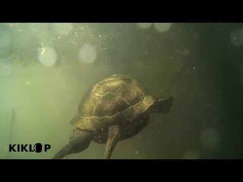 European Pond Turtle (Emys orbicularis) BARSKA ŽELKA