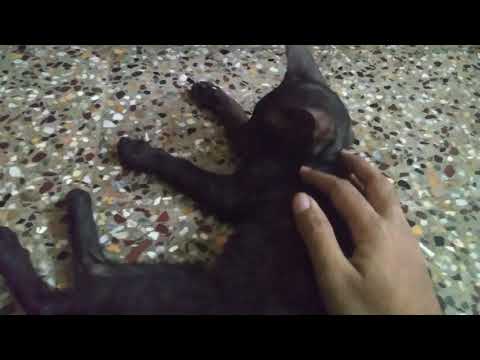 My 3 month old black cat