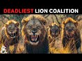 Mapogo Lions - The Deadliest Lion Coalition