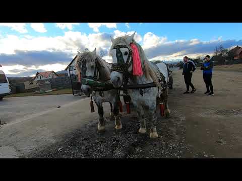 Armasarii lui George Buraciuc de la Bilca\Bucovina