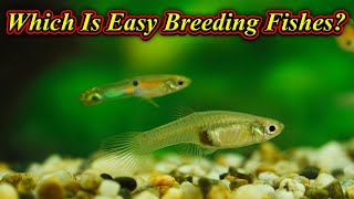Comment Reply.... Which Is Easy Breeding Fishes?... Top 4 Easy Breeding Fishes / Fish Aquarium Tamil
