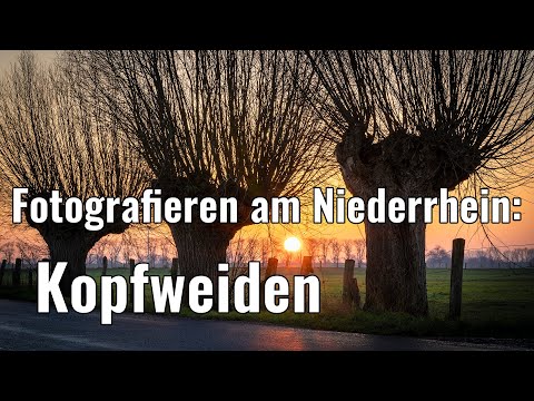 Fotografieren am Niederrhein - Kopfweiden