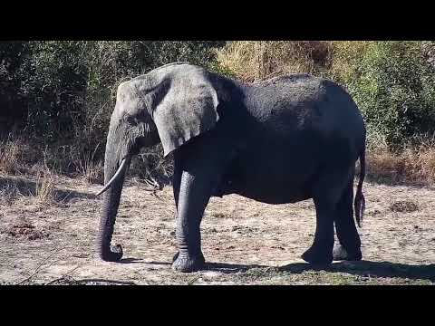 Djuma: Two Elephants get a drink as the three Hippos look on - 14:16 - 06/30/21