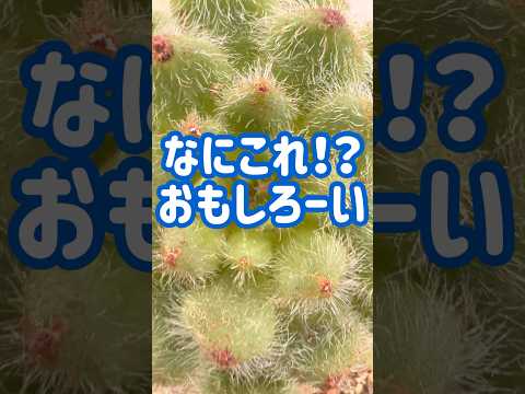 園芸 イエローレシーダ、ワイルドレシーダ、偽リシーダ