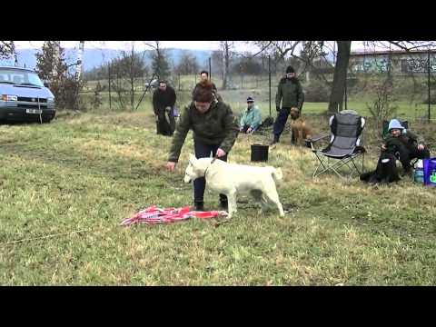 Coursing trénink 17.11.2012 - německý a švýcarský ovčák
