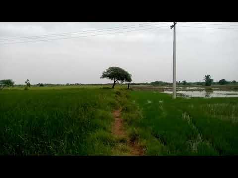 Village Fields Beauty Pakistan Sindhi