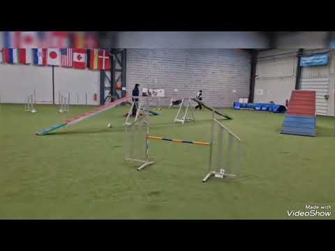 Husky Agility🐺🐺🐺 premier jour en grade 3 ,à Saint Amand Les Eaux (59) 3 fois 0 faute , 8e, 7e, 6e/22