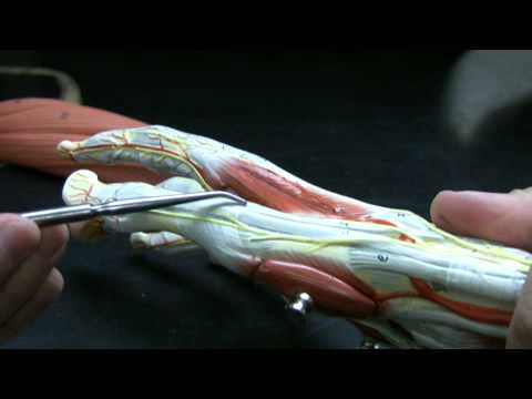 Muscles and Tendons of the Forearm pt 2