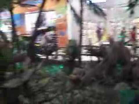 EXPOSIÇÃO DINOSSAUROS PARK SHOPPING CAMPO GRANDE RJ