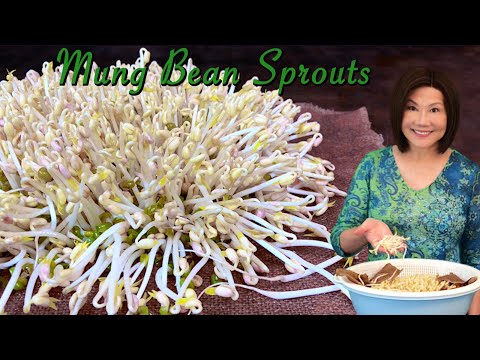How to Sprout Mung Beans - Done Right and Perfect Every Time  發綠豆芽