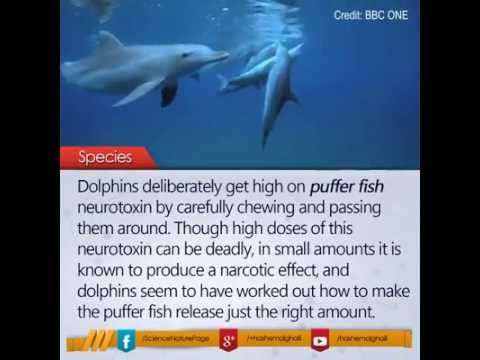 Dolphins deliberately get high on puffer fish neurotoxins