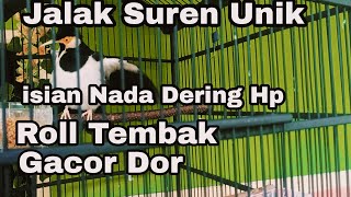 Download lagu Jalak Suren Unik Isian Nada dering Hp Gacor Rol Te... mp3