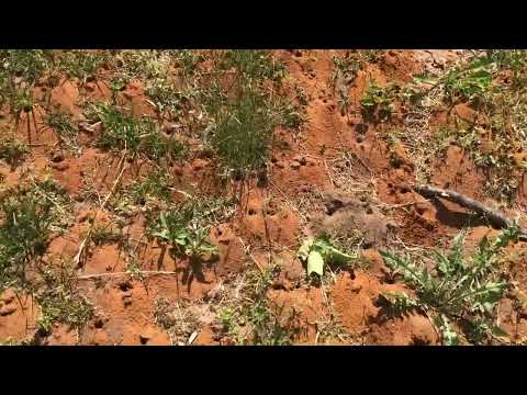 A Large Digger Bee Community in the Yard in Far Hills, NJ