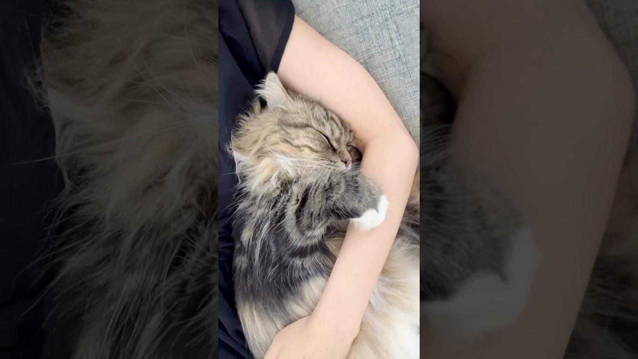 Sleeping happy😪 #cat #cute #cutecat