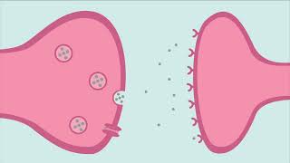 The Mind-Gut Connection