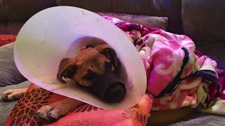 Alfredo: A Story of Hope