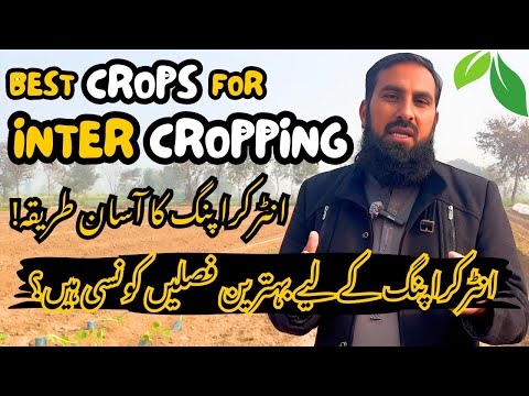 Easy Way of Intercropping | Double Crop, Double Profit | Best Crop Combos for High Profit